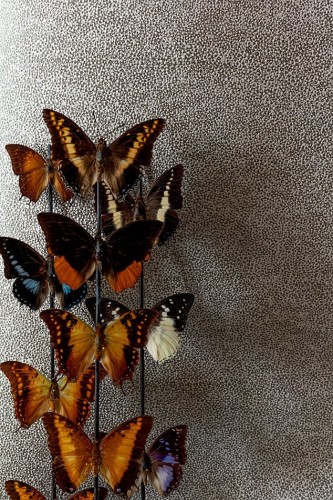 Motyle na tle tapety Khroma Cabinet CAB901 Iguana Clay.jpg