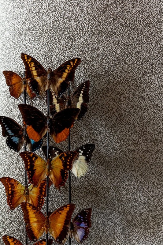 Motyle na tle tapety Khroma Cabinet CAB901 Iguana Clay.jpg