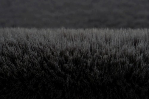 Runo dywanu Lalee Hides Heaven HEA 800 graphite