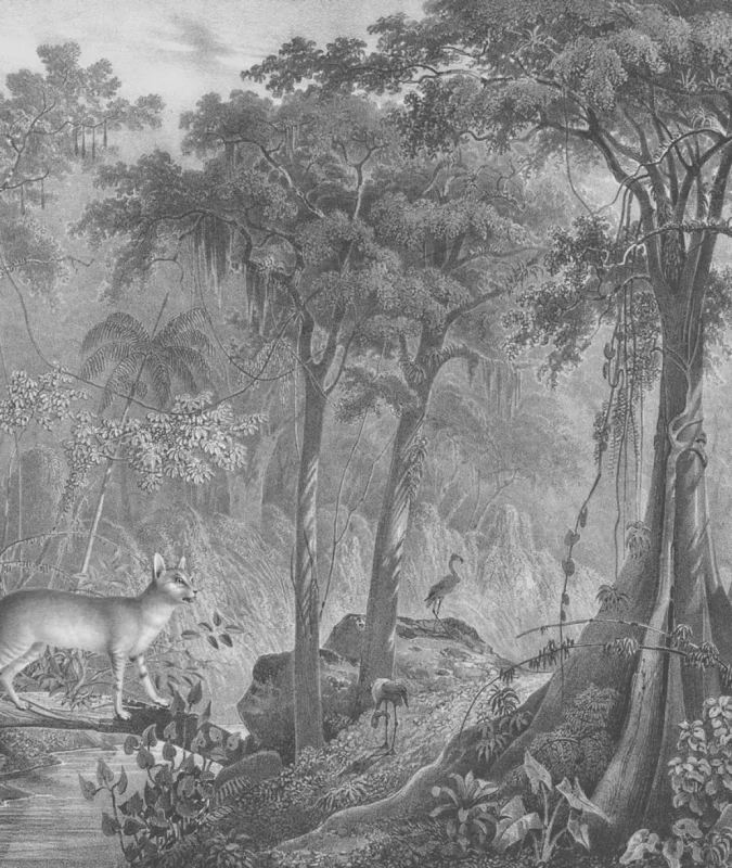 Tapeta Jungle Cat.webp