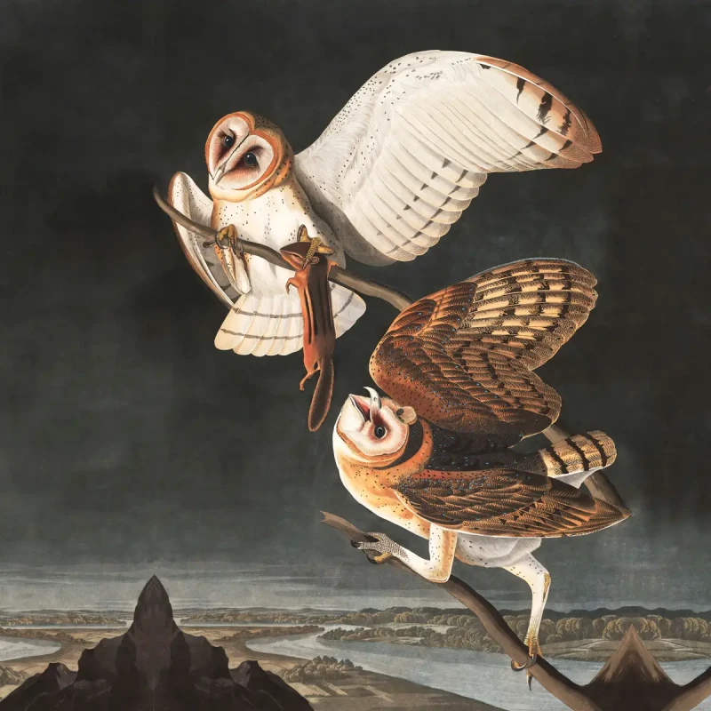 Mural z ptakami Owls.webp