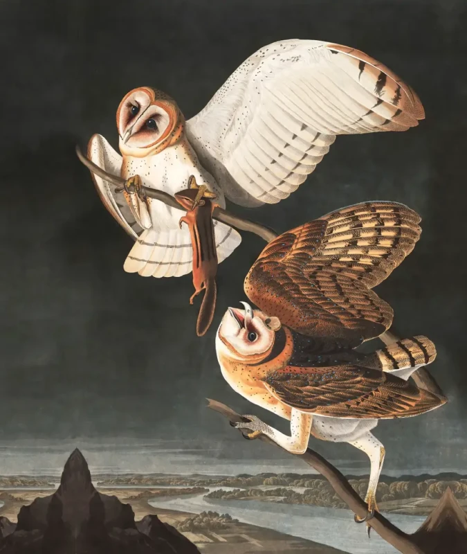 Tapeta artystyczna z sowami Owls.webp