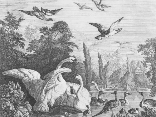 Tapeta z łabędziami mural Black Swans.webp