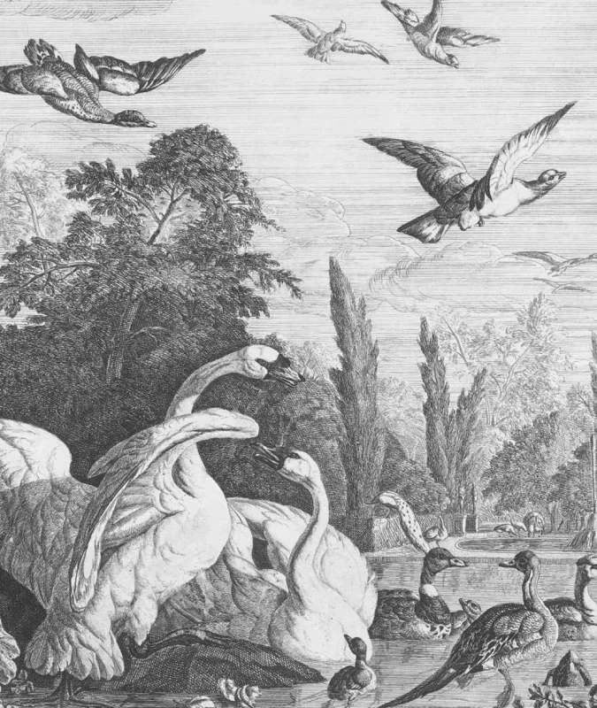 Tapeta Black Swans.webp