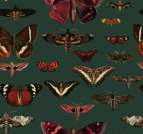 Zielona tapeta z motylami Butterflies Vert.webp