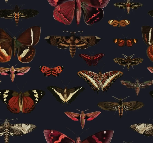 Granatowa tapeta z motylami Butterflies Navy Blue.webp
