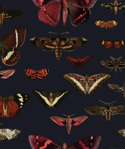 Tapeta z motylami Butterflies Navy Blue.webp