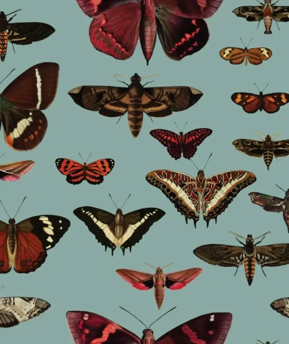 Tapeta Butterflies Turquoise.webp