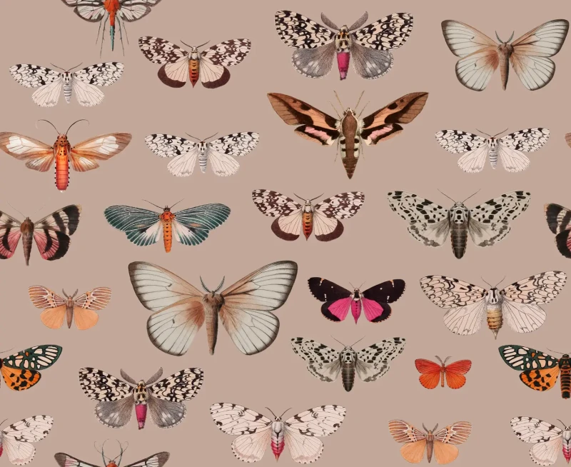 Tapeta różowa z motylami Colorful Butterfly Pink.webp