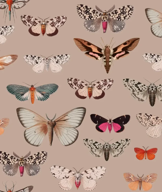Różowa tapeta z motylami Colorful Butterfly Pink.webp