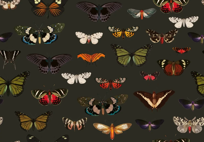 Tapeta z motywem motyli na zielonym tle Colorful Butterfly Green.webp