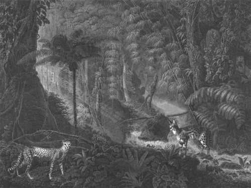 Tapeta dzikie koty w dżungli Palms and cats.webp