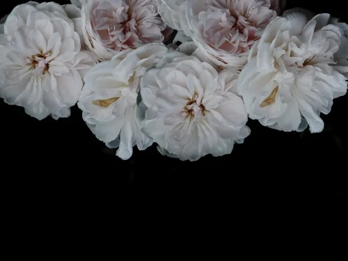Tapeta piwonie duże Peony Wallcolors.webp