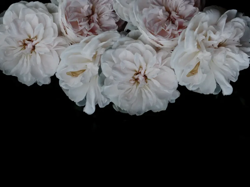 Tapeta piwonie duże Peony Wallcolors.webp